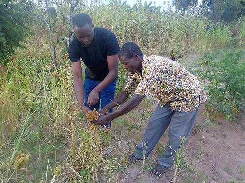 Edward Tanui Sirma harvesting millet in Ligingi